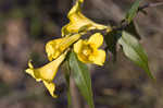 Yellow jessamine